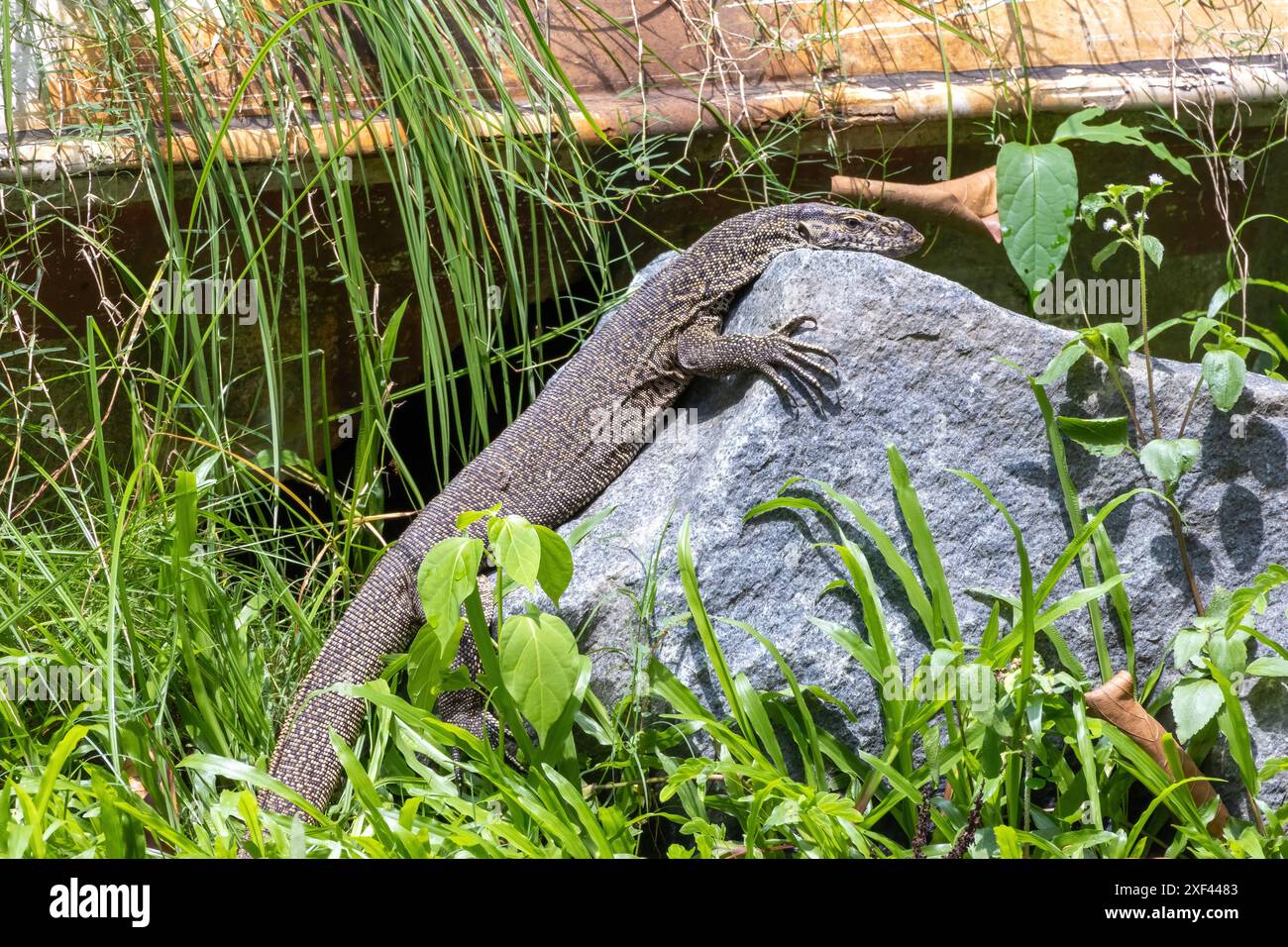 Lucertole asiatiche appoggiate sulla roccia. Una rara specie di Guisap (Bengala monitor) nel Parco Nazionale di Bhawal, Gazipur, Bangladesh. Foto Stock