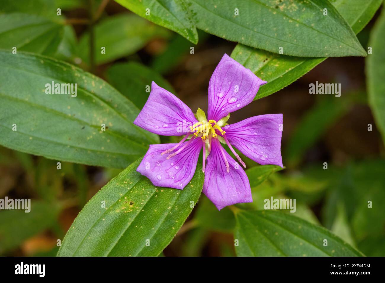 Splendido fiore di melastoma malabarese che fiorisce nella foresta. Il Melastoma malabathricum è noto anche come rododendro indiano, rododendro di Singapore. Foto Stock