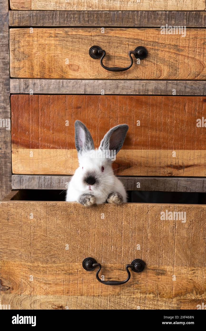 Un coniglio bianco con occhi grigi è esposto da un cassetto di un vecchio armadietto in legno. La testa, le orecchie e le due zampe anteriori sono visibili. Foto Stock