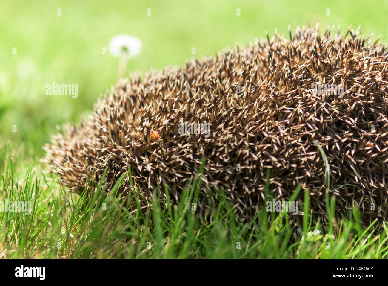 Un riccio sta dormendo nel prato e un coccinello sta strisciando sopra di esso. Foto Stock