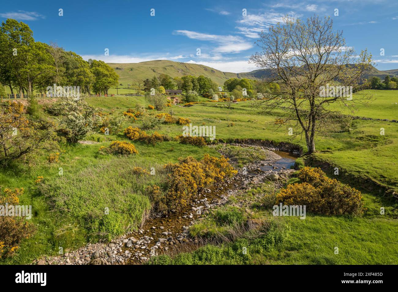 Geografia / viaggi, Gran Bretagna, Scozia, pascoli verdi e ruscelli vicino al villaggio di Balfron in primavera, DIRITTI AGGIUNTIVI-CLEARANCE-INFO-NON-DISPONIBILE Foto Stock