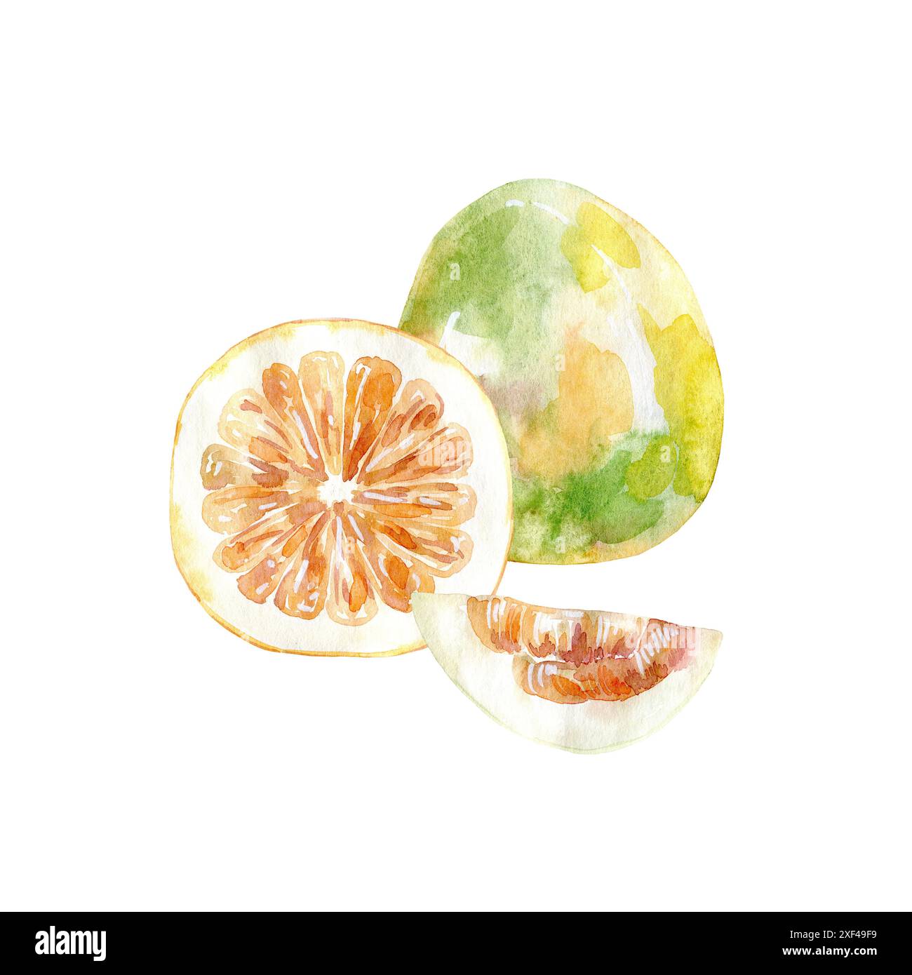 Illustrazione del pomelo acquerello disegnato a mano. Foto Stock