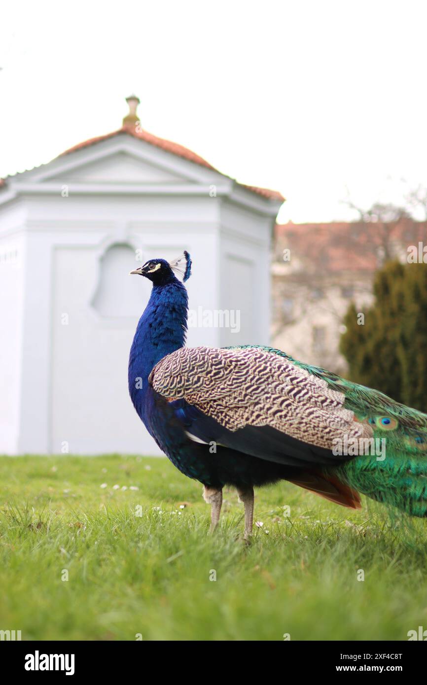 In piedi maestoso pavone in un frutteto di Praga. Foto Stock