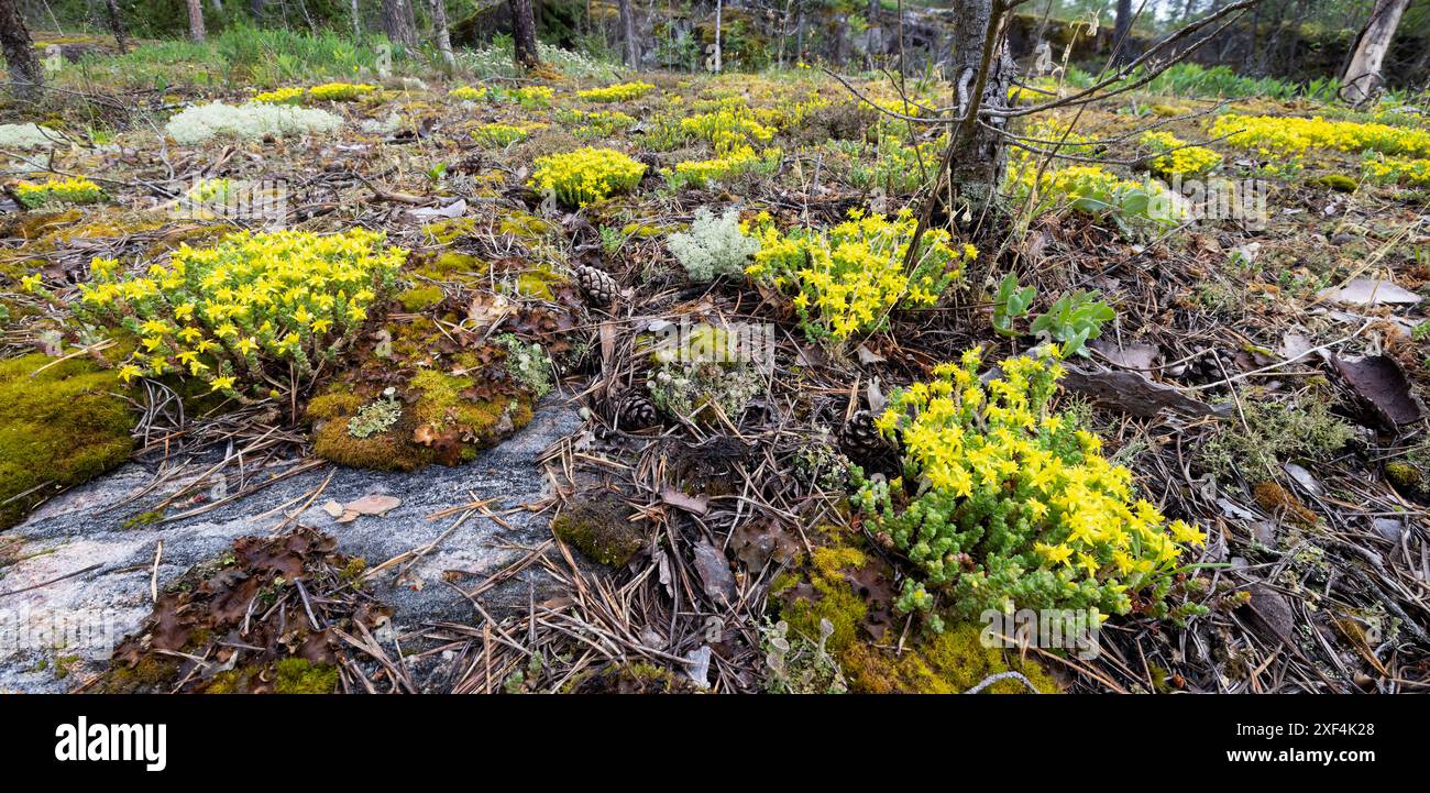 Mossy Stonecrop in fiore Foto Stock