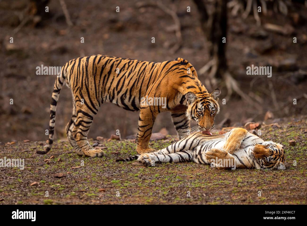 Due tigre selvatiche o fratelli sono in azione mostrando amore e cura leccare la lingua sullo stomaco per un migliore movimento intestinale e sollievo con il contatto visivo Foto Stock