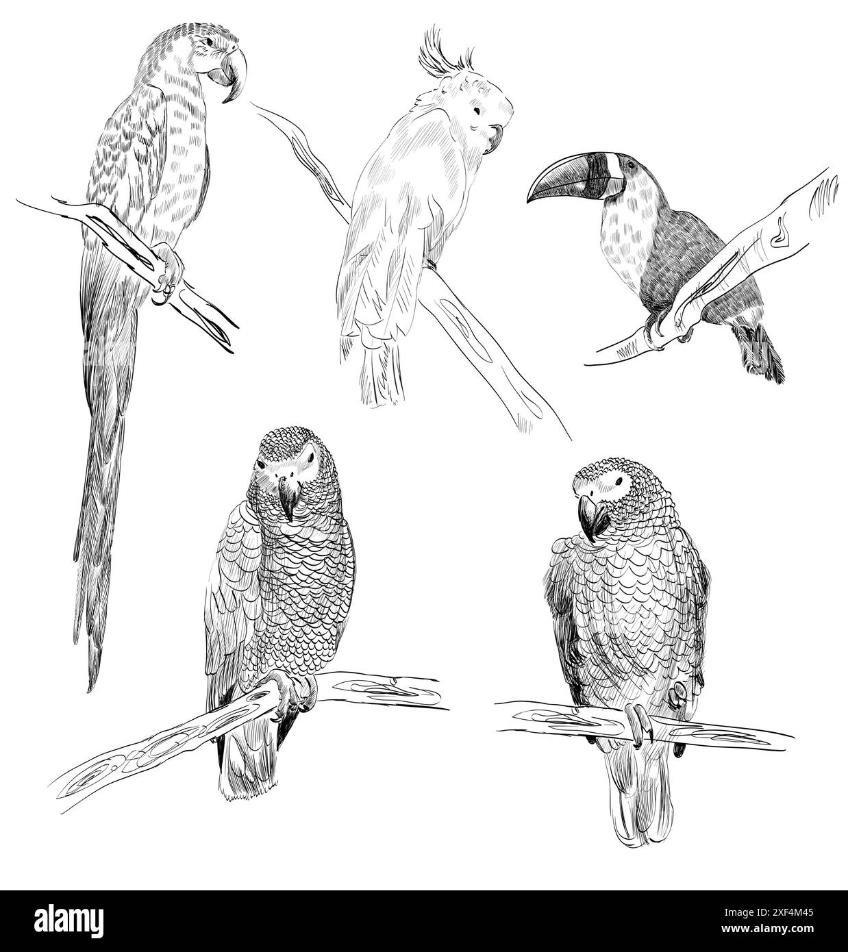 Schizzo vettoriale di un pappagallo. Illustrazione disegnata a mano Illustrazione Vettoriale