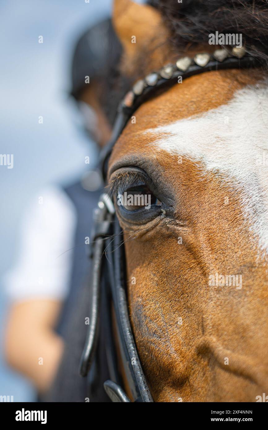Primo piano dell'occhio di un cavallo o di un pony Foto Stock