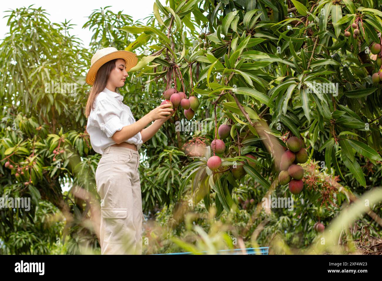 stile di vita: orticoltore professionista che raccoglie manghi gustosi dall'albero in coltivazione Foto Stock