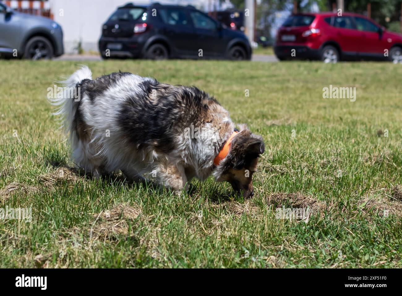 Un cane sta curiosamente esplorando un buco nell'erba, cercando qualcosa di interessante o scavando un tesoro nascosto Foto Stock