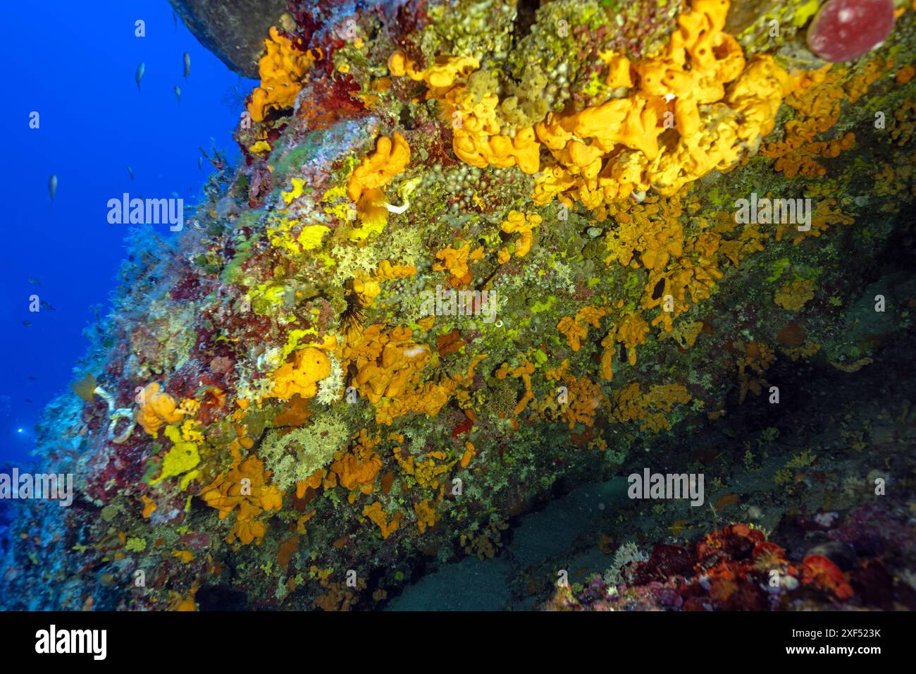 Habitat corallino con spugne colorate e specie coralline, Gokova Bay Turkiye. Foto Stock
