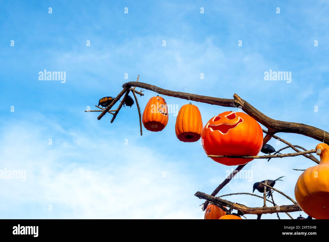 Halloween Jack o Lanterna teste di zucca con un sorriso spaventoso appeso all'albero con finti uccelli corvi. Colore arancione della testa della zucca. Felice H Foto Stock