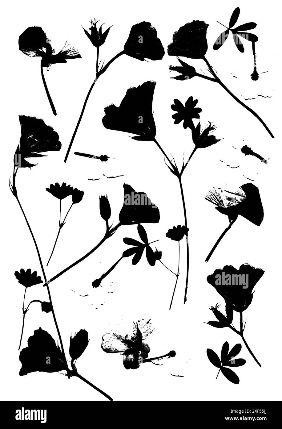 Silhouette nere di fiori estivi pressati e secchi su sfondo bianco. Foto Stock