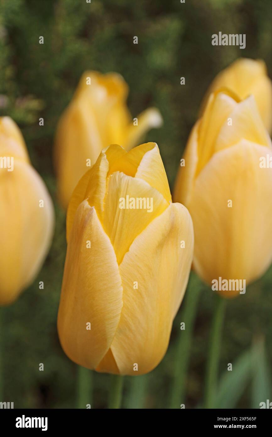 Tulip 'City of Vancouver', un singolo, tardivo tipo di Tulip Foto Stock