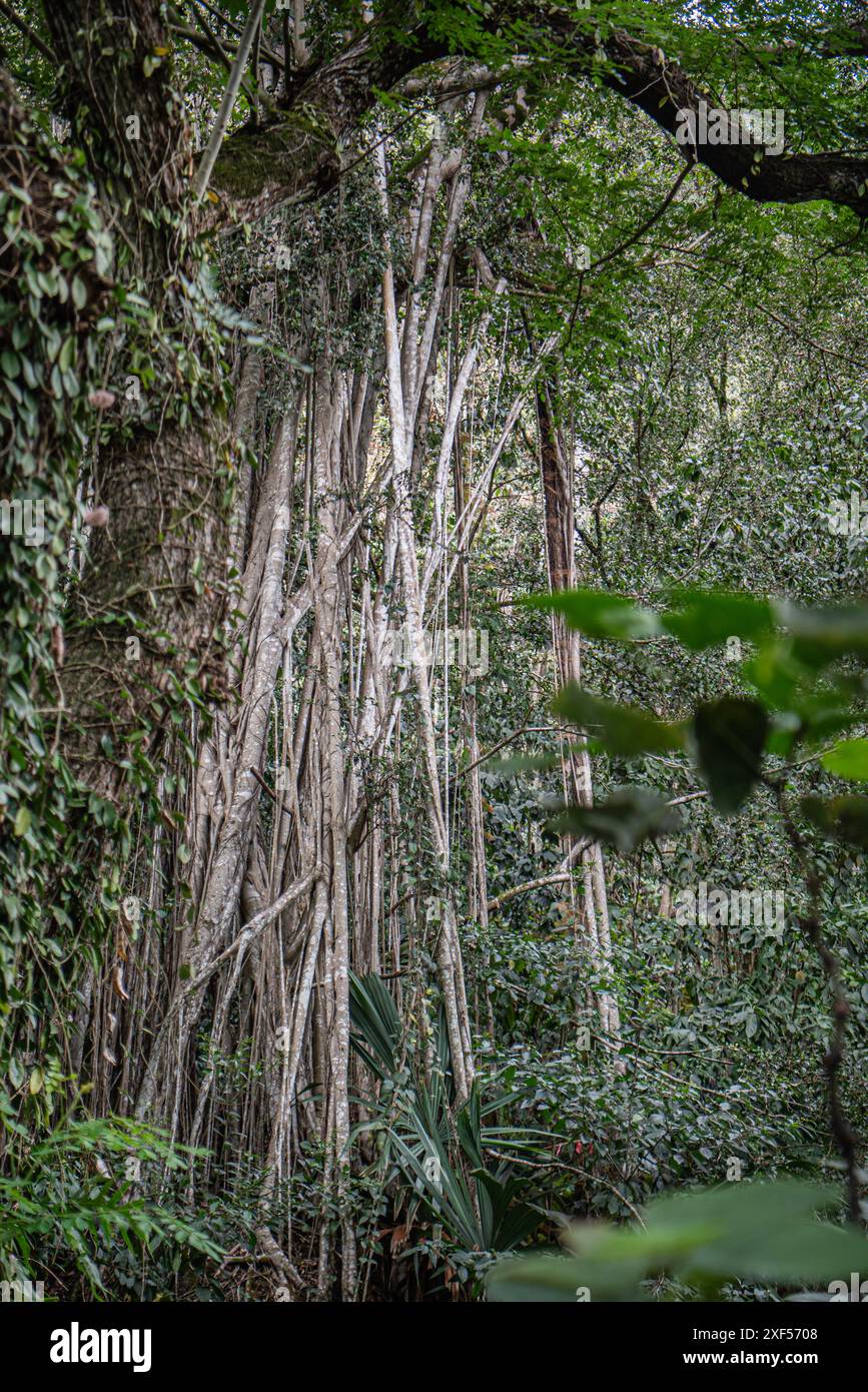 Un enorme albero di gomma si erge prominentemente nella Waimea Valley, Oahu, Hawaii, con la sua ampia tettoia che fornisce ombra e riparo tra i lussureggianti tropicali Foto Stock