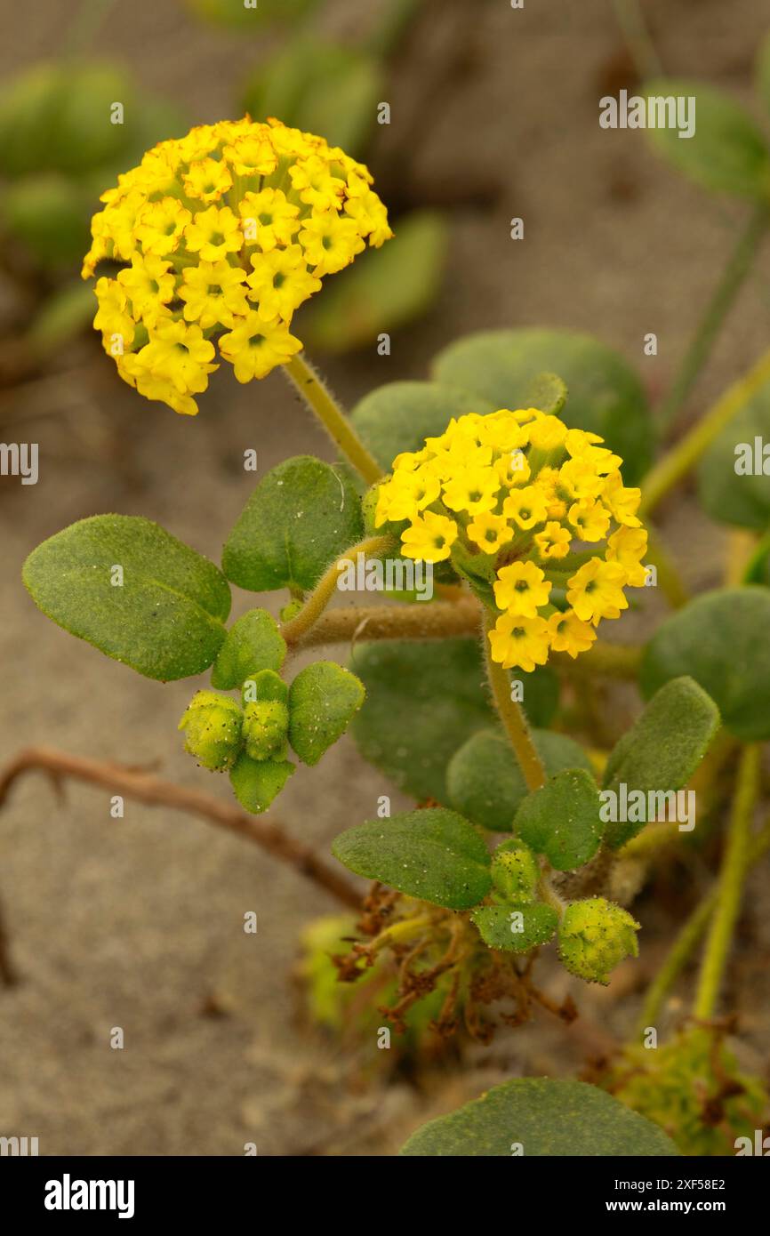 Verbena di sabbia gialla (Abronia latifolia), Samoa Dunes Recreation area, California Foto Stock