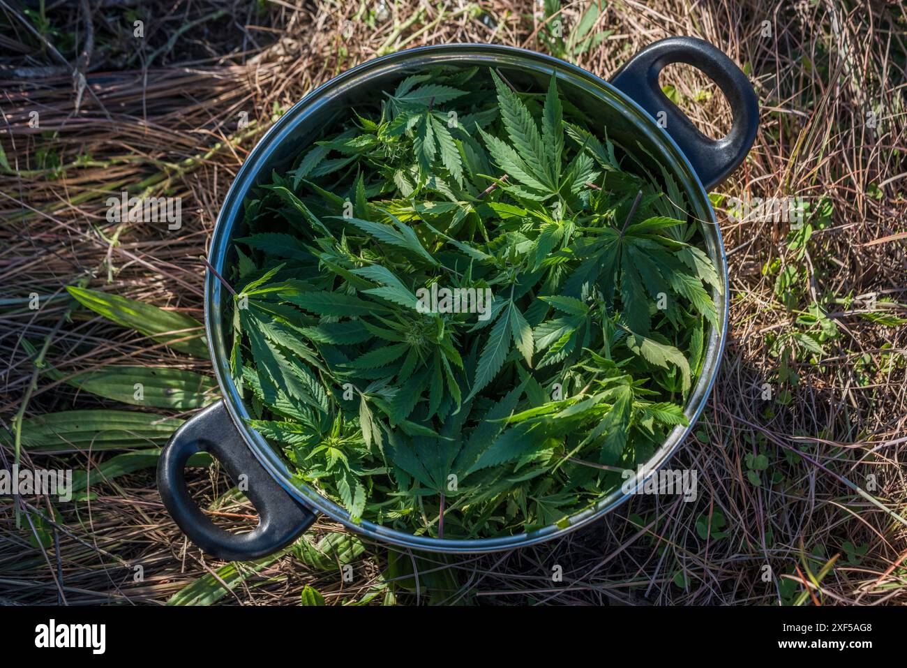 Foglie di cannabis raccolte per colorante naturale Foto Stock