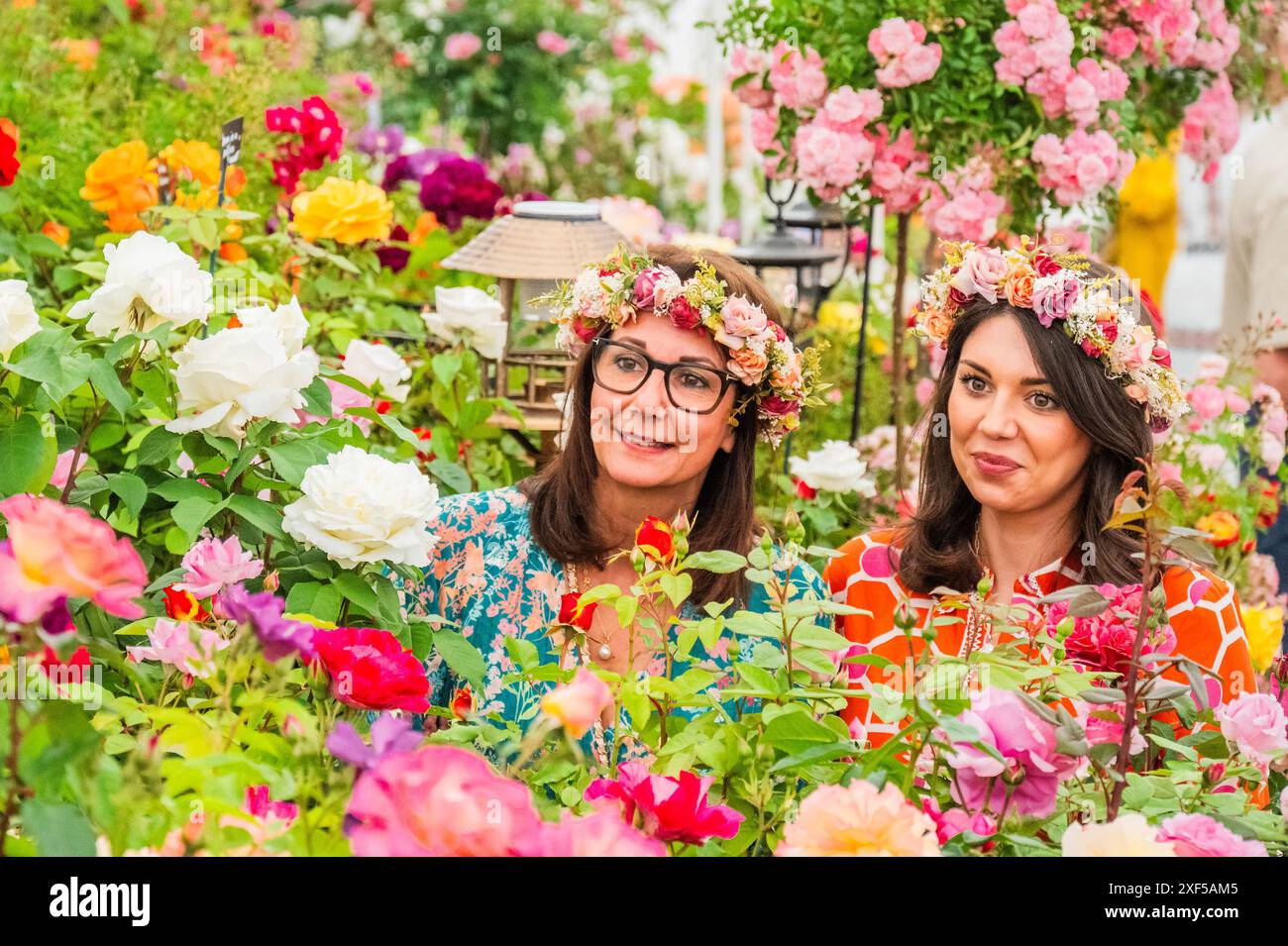 Londra, Regno Unito. 1 luglio 2024. Harkness Roses, Festival of Roses - gli esperti della ricerca sul tumore cerebrale lanciano la nuova rosa di Alfred Robert Boe di Harkness Roses, chiamata così in onore del tenore Alfie Boe, che il padre è morto per la malattia - il 2024 RHS Hampton Court Palace Garden Festival. Crediti: Guy Bell/Alamy Live News Foto Stock