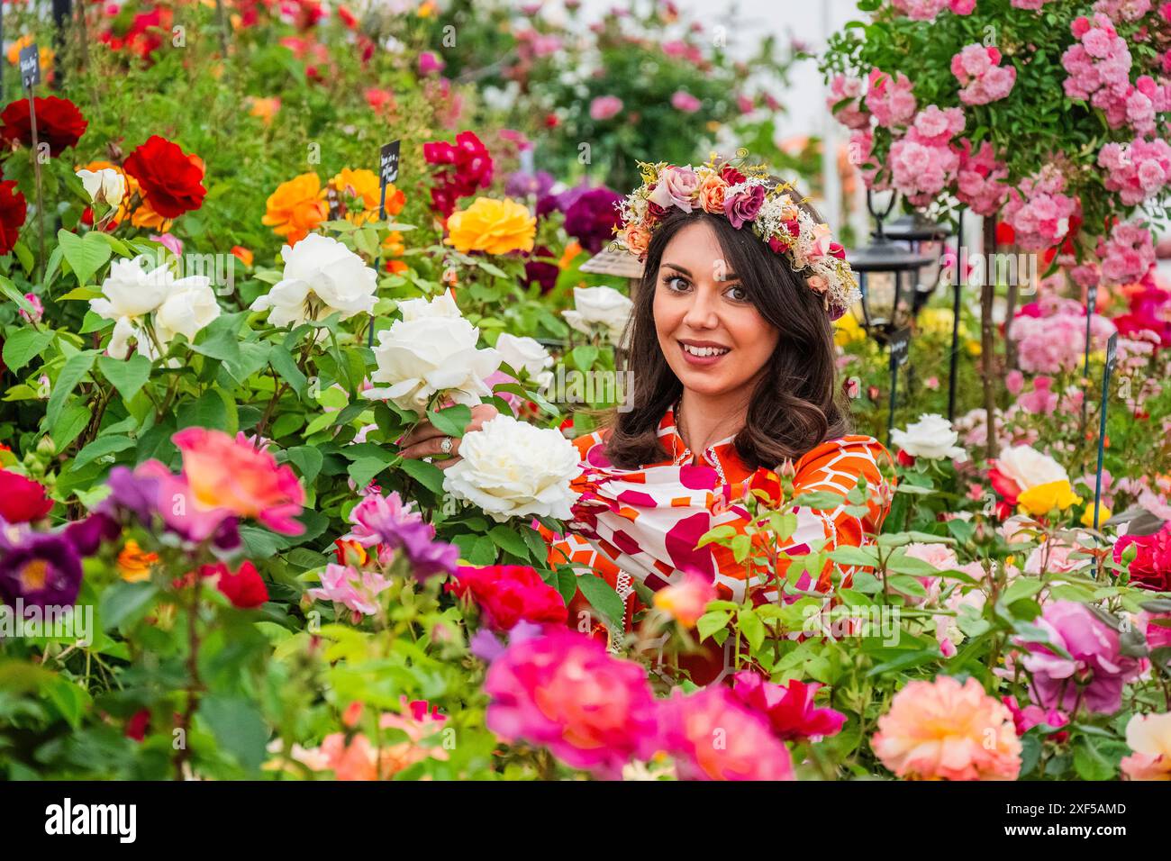 Londra, Regno Unito. 1 luglio 2024. Harkness Roses, Festival of Roses - gli esperti della ricerca sul tumore cerebrale lanciano la nuova rosa di Alfred Robert Boe di Harkness Roses, chiamata così in onore del tenore Alfie Boe, che il padre è morto per la malattia - il 2024 RHS Hampton Court Palace Garden Festival. Crediti: Guy Bell/Alamy Live News Foto Stock