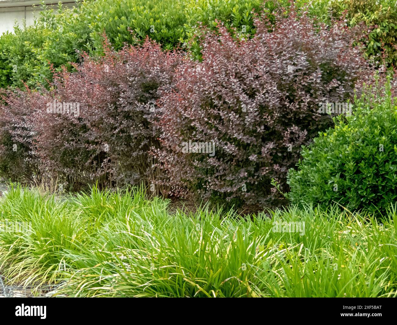 Erba ornamentale e cespugli potati verdi e viola si fondono nel design urbano. Carex morrowii o kan suge o Morrow's Sedge o Japanese Grass sedge o. Foto Stock