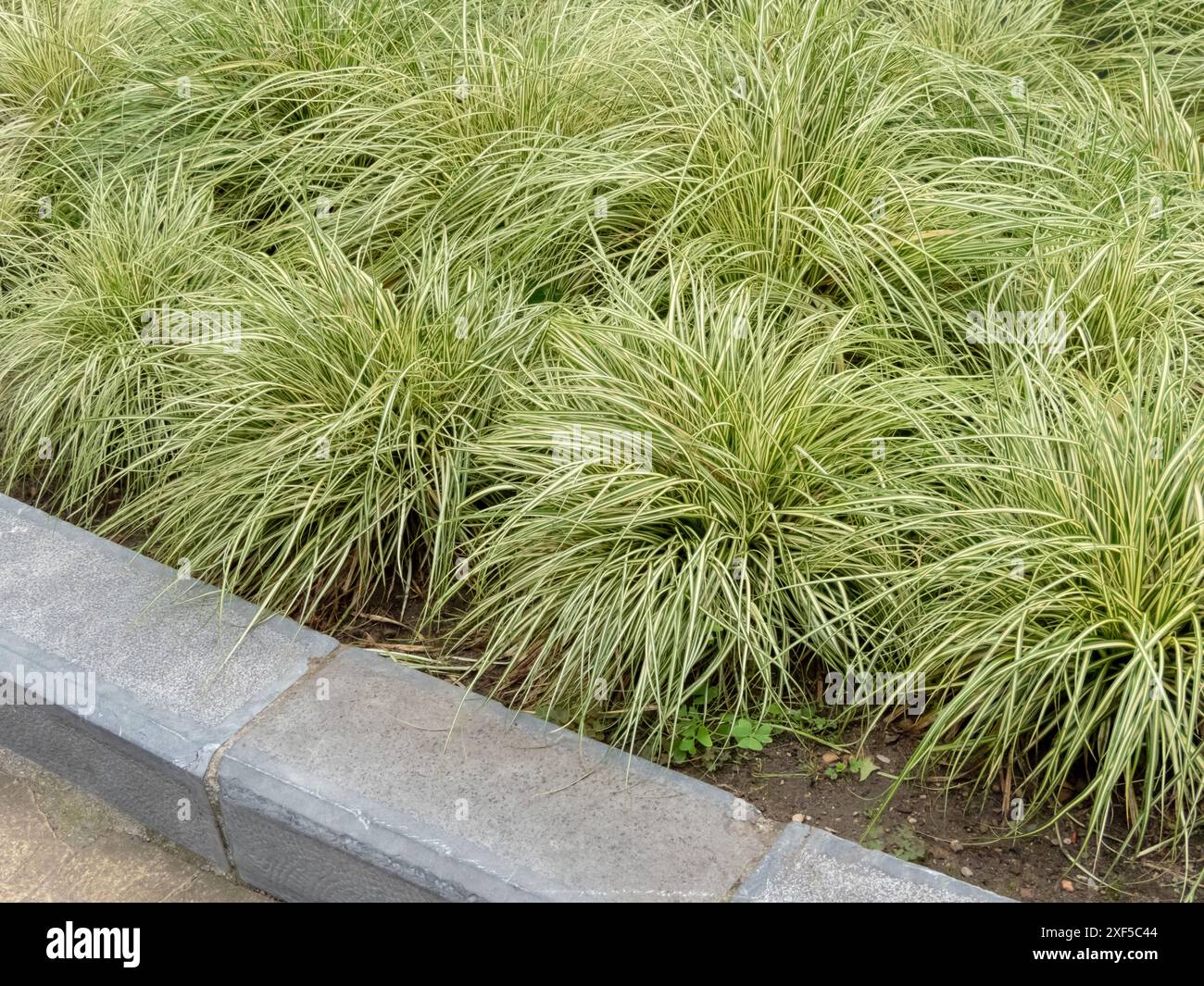 Carex oshimensis erba ornamentale con variegata vegetazione a strisce gialle. Giardino giapponese in erba con design urbano. Foto Stock