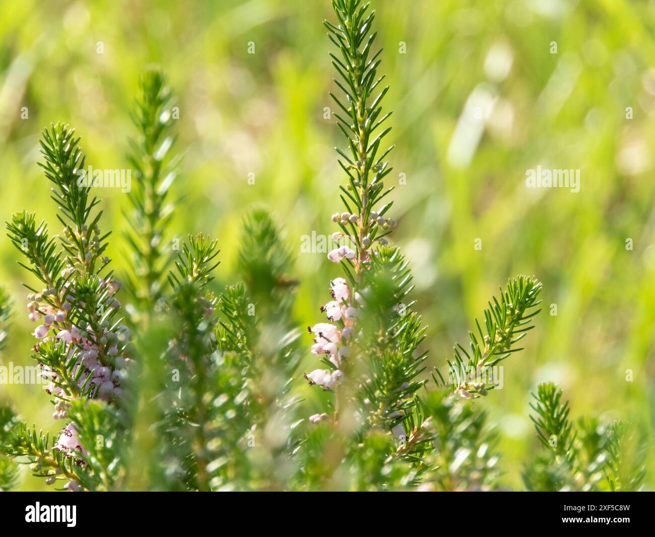 Erica vagans pianta fiorita sfondo sfocato. Brughiera o brughiera fiori rosa pallido e fogliame tipo ago. Evergreen heather. Foto Stock