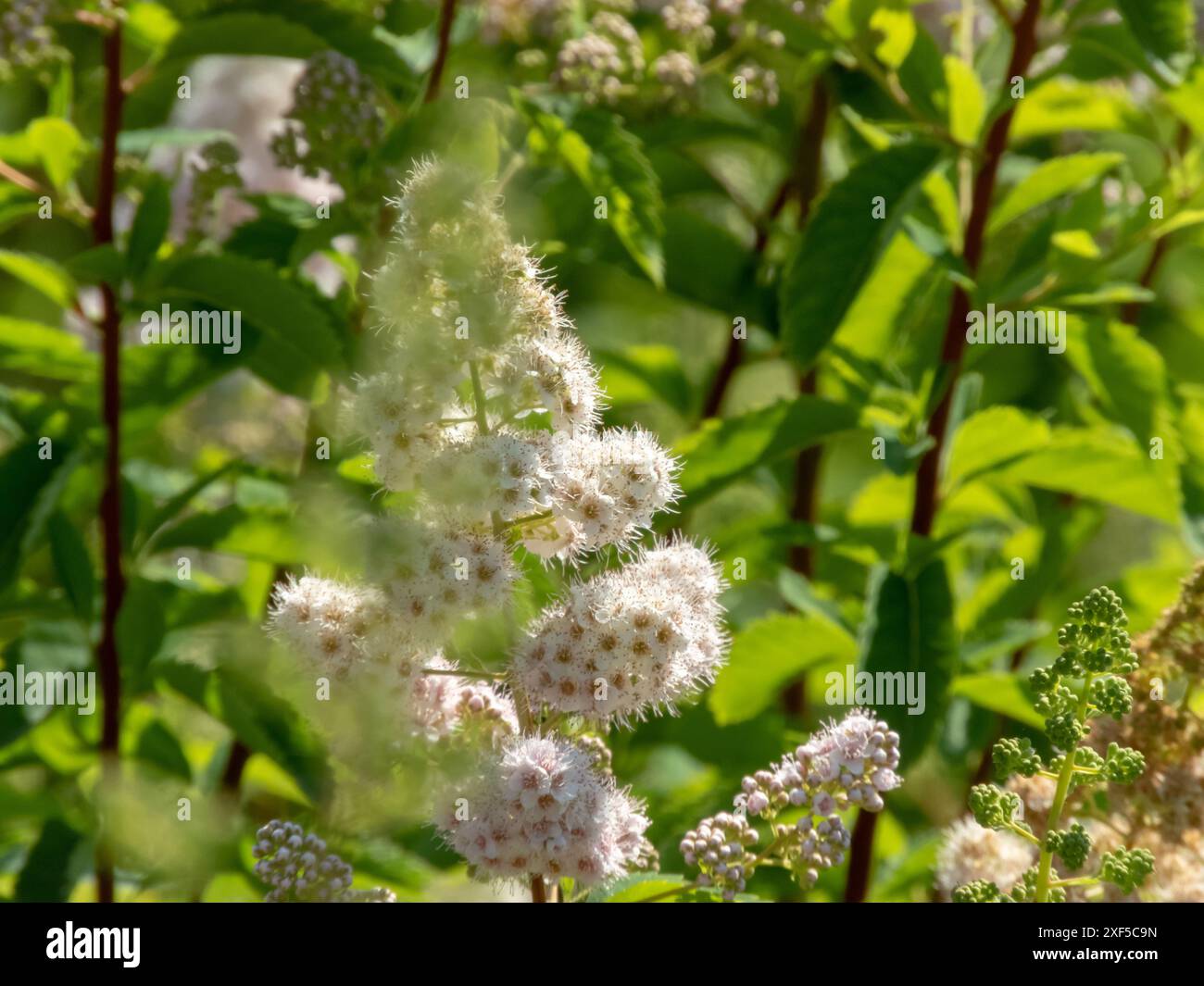 Spiraea alba fioritura. Fiori bianchi e rosa tenebrosi che formano ammassi simili a punte e fogliame sfocato verde brillante. S ornamentali di limpida Foto Stock