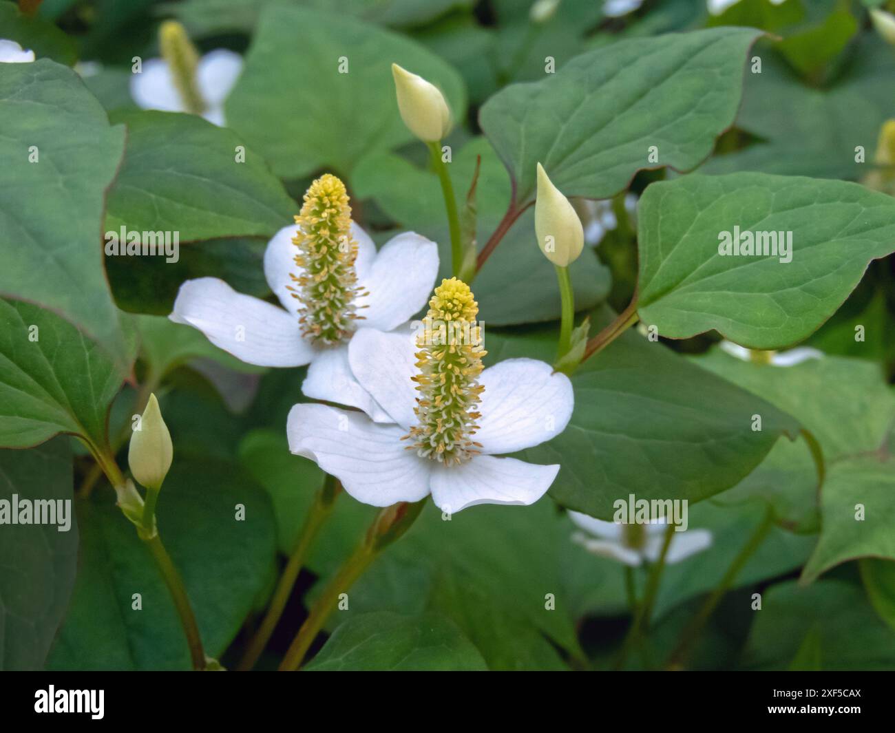 Houttuynia cordata fioritura pianta nel giardino ombreggiato. Pianta di camaleonte o fiori giallo verdastro della menta di pesce su un picco terminale con quattro grandi bianchi Foto Stock