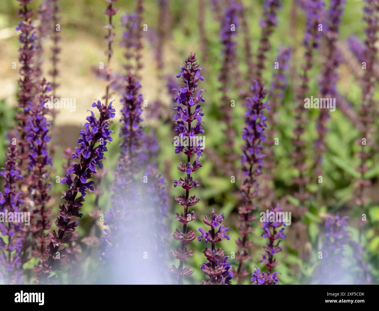 Salvia nemorosa pianta ornamentale con fiori viola-blu. Salvia boschiva, sagra balcanica, salvia blu o cultivar di salvia selvatica nel giardino soleggiato. Foto Stock