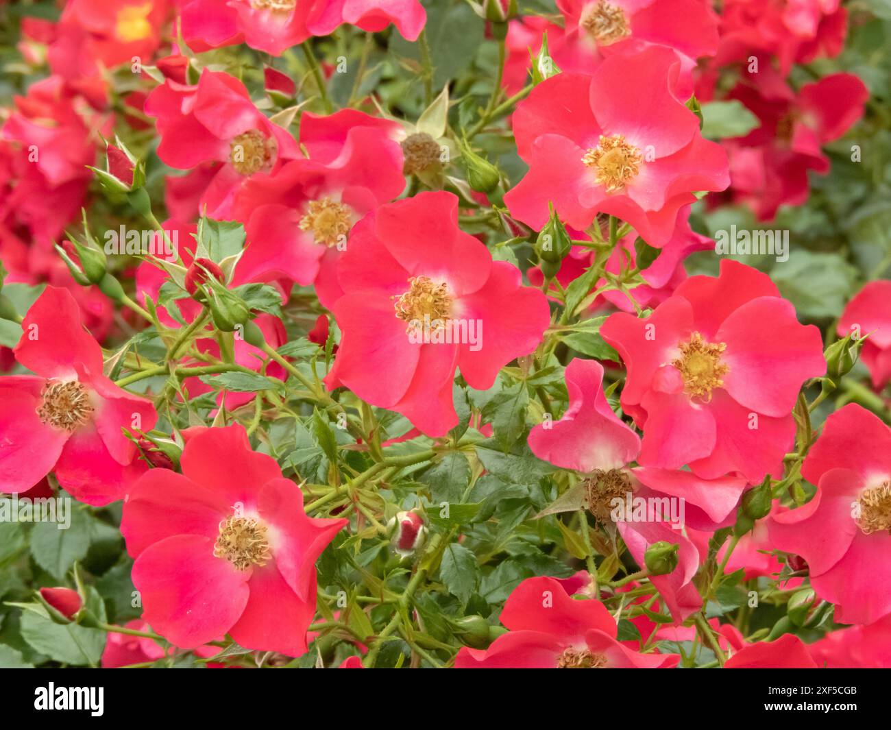 Fiori di rosa salmone con occhi gialli e fogliame verde brillante. Rami fioriti di rosa. Foto Stock