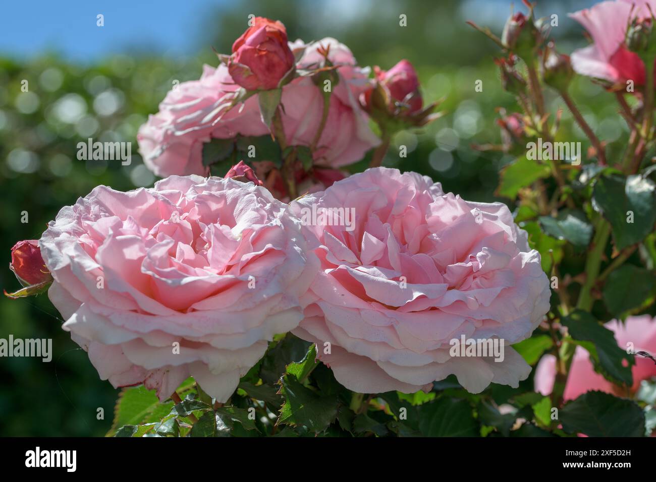 Una serie di grandi fiori di rosa rosa David Austin in piena fioritura e boccioli in erba Foto Stock