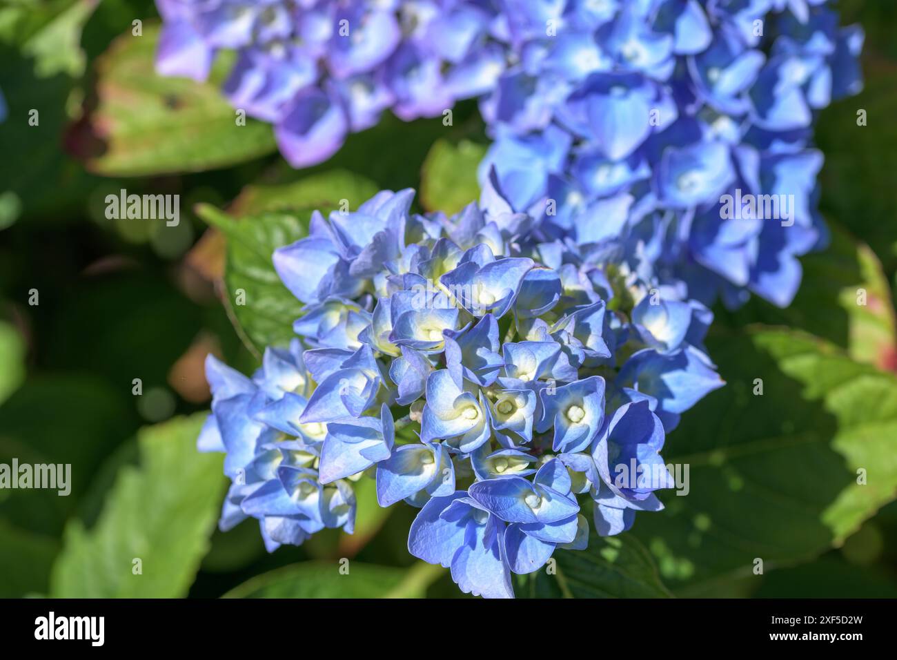 Viola con note di fiori blu e rosa di una vivace Hydrangea macrophylla, zorro, fiori ultramarini di colore Foto Stock