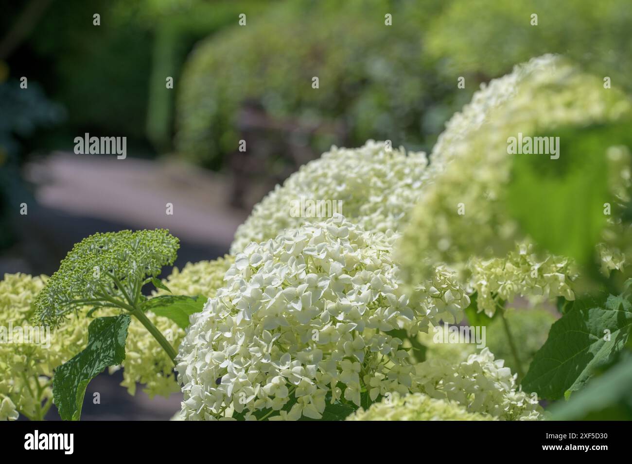 Ortensia in fiore bianca, Ortensia arborescens, Annabelle Foto Stock