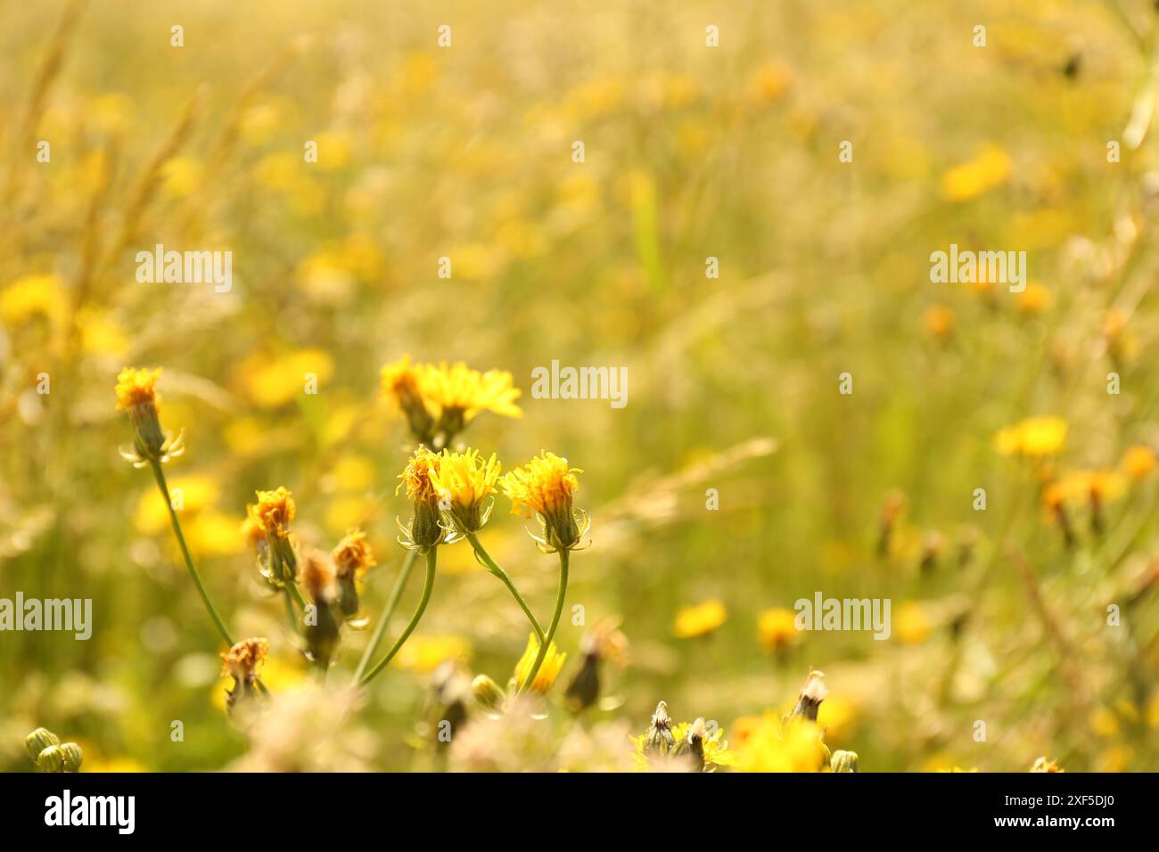 Splendidi fiori gialli che fioriscono nel campo, primo piano Foto Stock