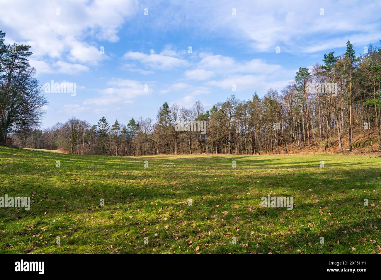 Scena della natura primaverile. Bellissimo paesaggio. Erba verde nel prato, pini, cielo limpido e blu. Sfondo calmo, luce del sole. Sfondo prato pittoresco Foto Stock