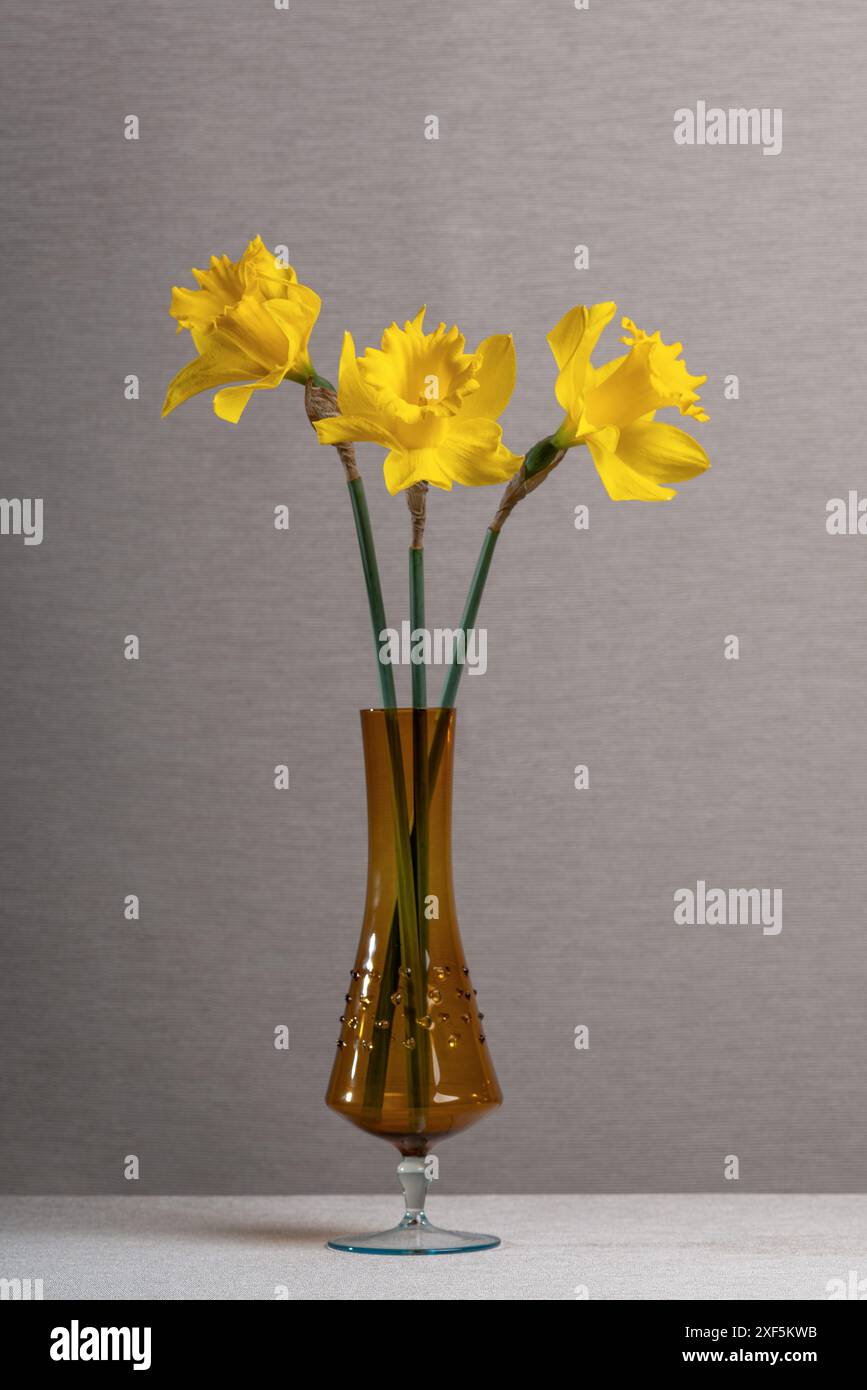 Bouquet di fiori primaverili gialli. Narcissi in vaso trasparente in vetro marrone chiaro. Sfondo grigio chiaro. Umore gioioso. Natura morta Foto Stock