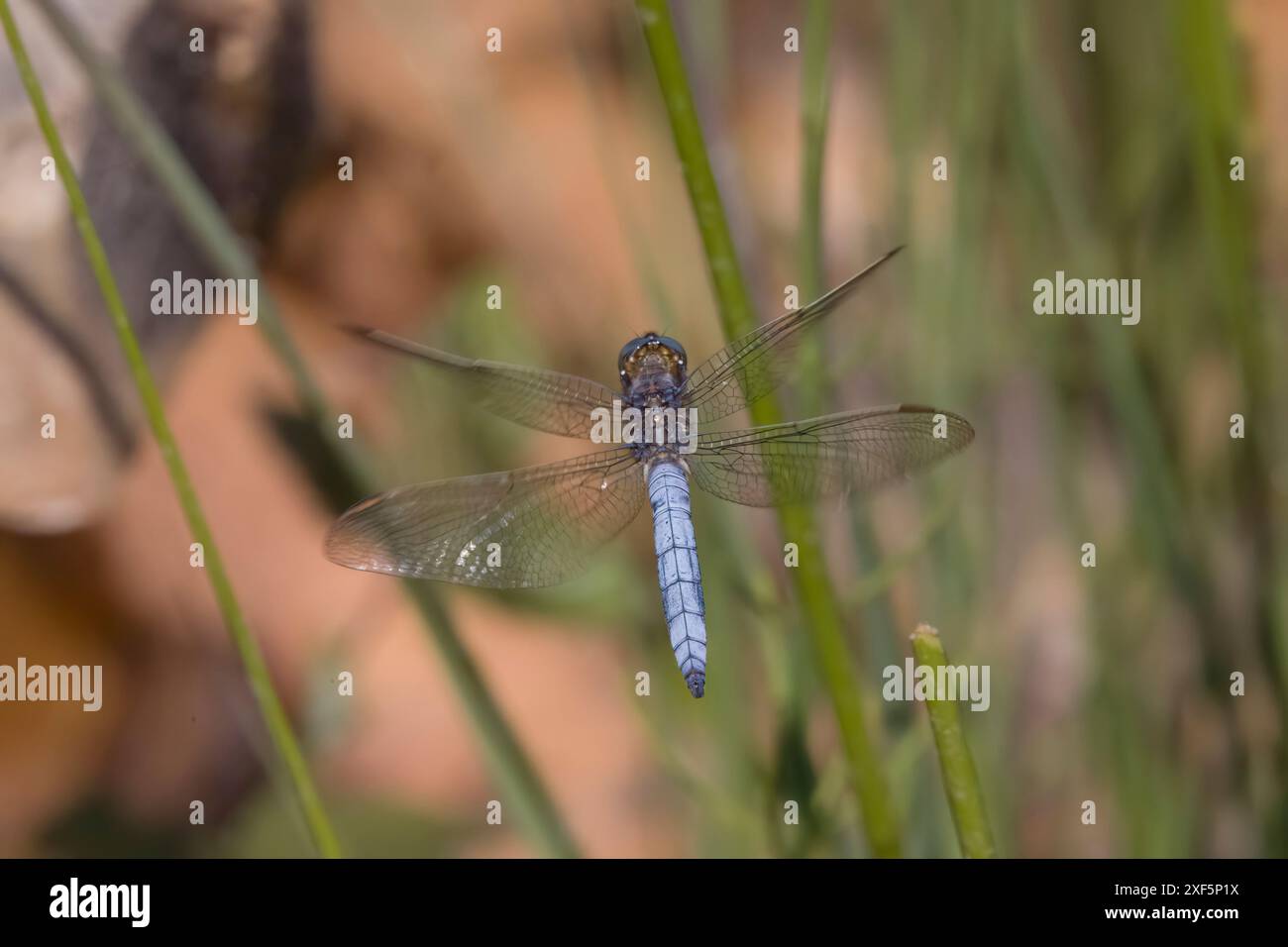 Keeled Skimmer maschio in volo nel Dorset Regno Unito Foto Stock