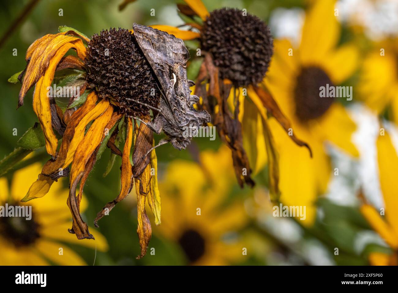 La falena d'argento Y si camuffa su fiori di rudbeckia morenti, fauna selvatica del Regno Unito Foto Stock