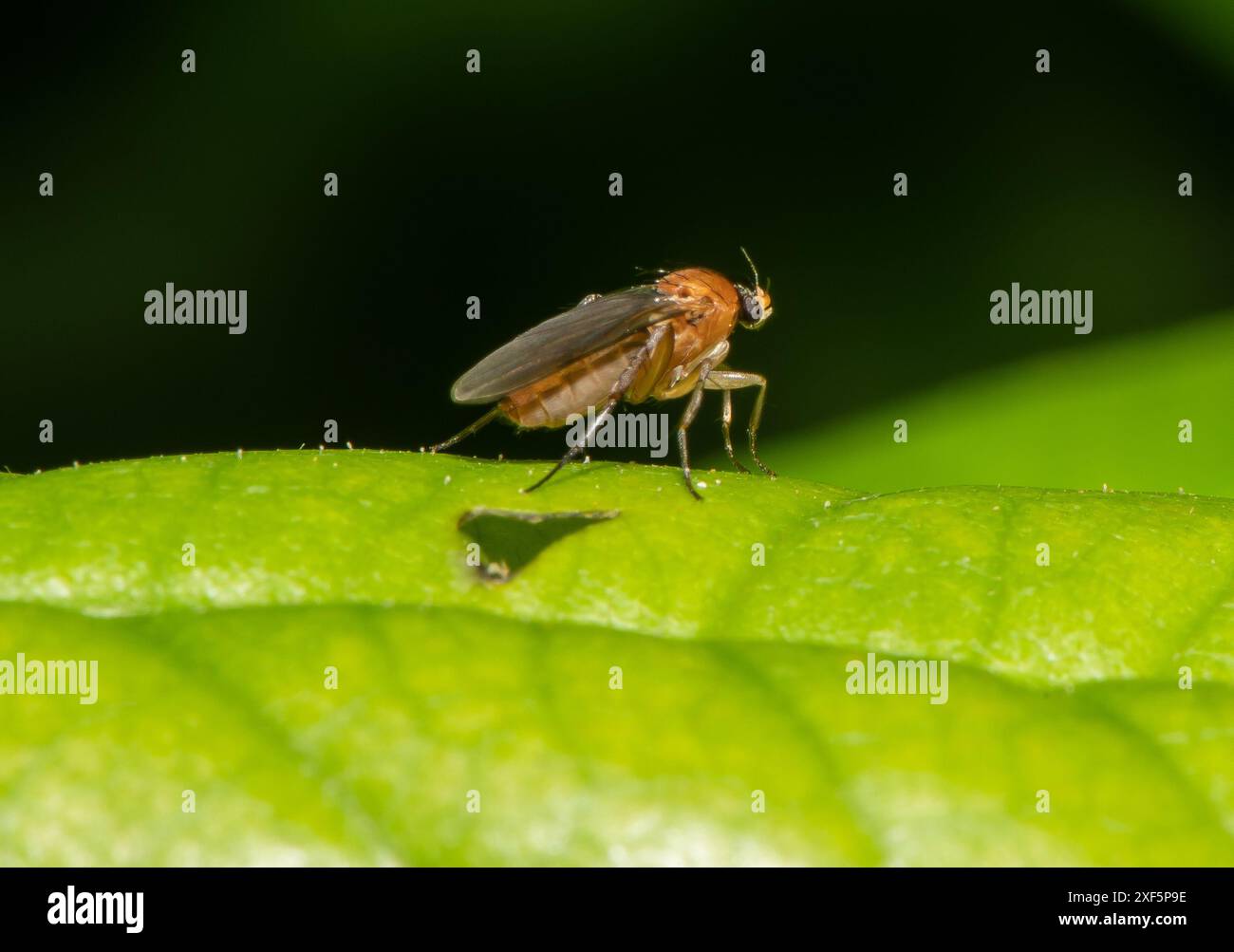 Humpbacked Fly, Chipping, Preston, Lancashire, Regno Unito Foto Stock