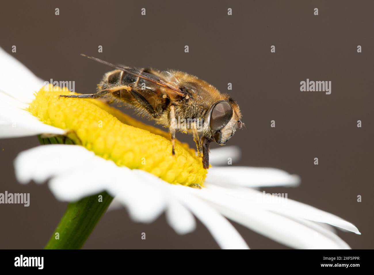 Un drone vola su una margherita a occhio di bue, Chipping, Preston, Lancashire, Regno Unito Foto Stock