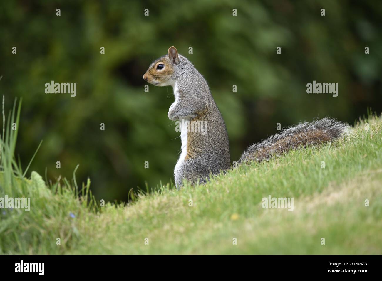 Scoiattolo grigio orientale (Sciurus carolinensis) seduto su una sponda d'erba in pendenza a sinistra con zampe sul torace, guardando verso una siepe verde nel Regno Unito Foto Stock