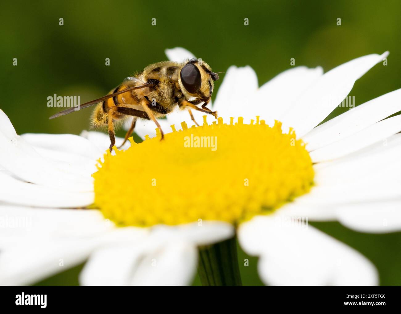 Un drone vola su una margherita a occhio di bue, Chipping, Preston, Lancashire, Regno Unito Foto Stock