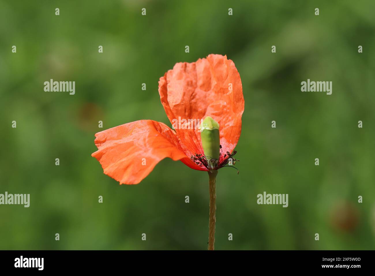 Primo piano di un singolo fiore di papavero rosso con solo due petali rimasti, sfondo sfocato verde Foto Stock