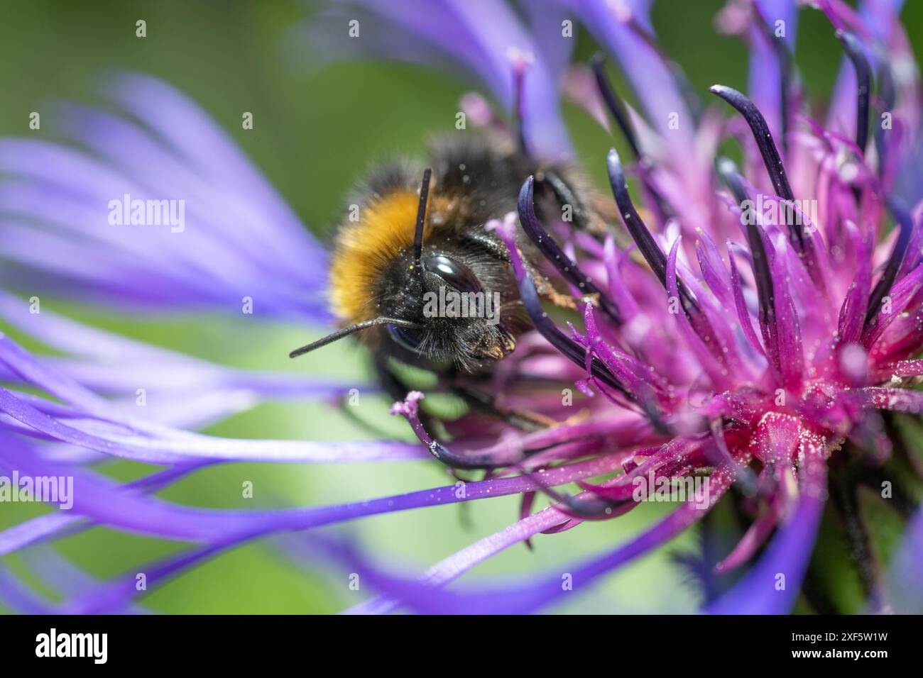 Un'ape bumble su un fiordaliso, Chipping, Preston, Lancashire, Regno Unito Foto Stock