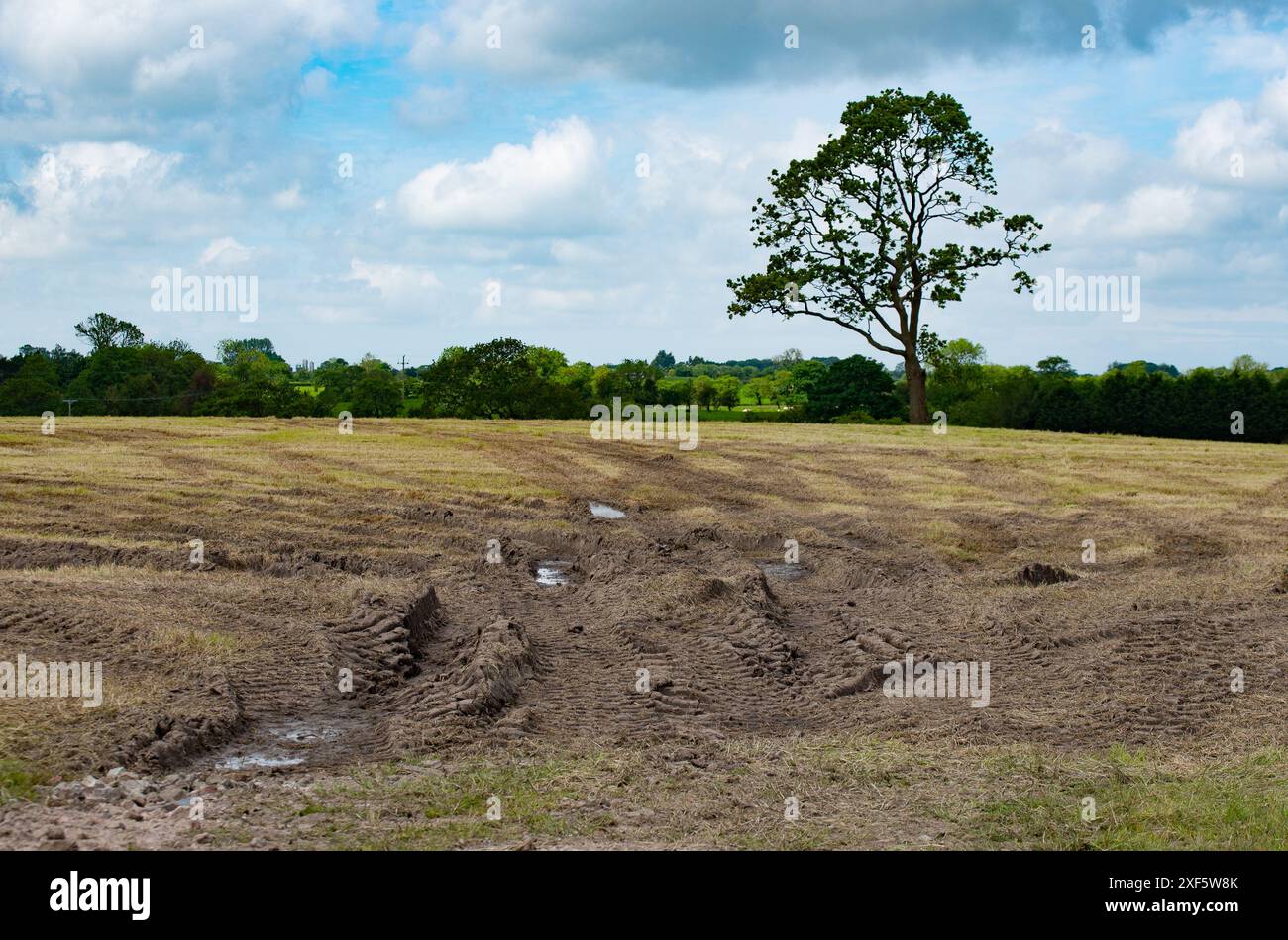 Un campo interessato dal clima umido dopo la raccolta dell'insilato, Lancashire, Regno Unito Foto Stock