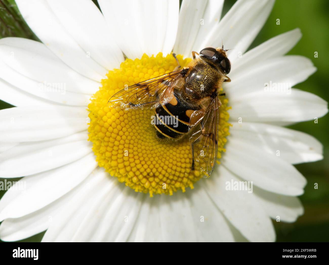 Un drone vola su una margherita a occhio di bue, Chipping, Preston, Lancashire, Regno Unito Foto Stock