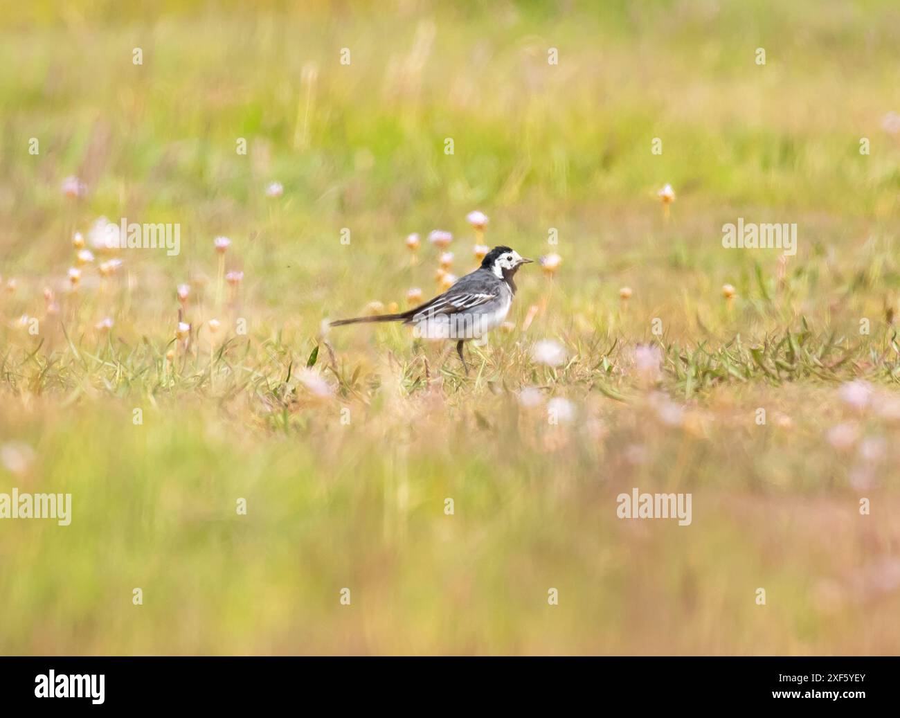 A Pied Wagtail, Arnside, Milnthorpe, Cumbria, Regno Unito Foto Stock