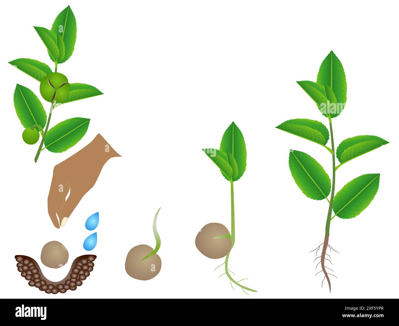 Sequenza della pianta di tè verde (camellia sinensis) che cresce isolata su bianco. Illustrazione Vettoriale