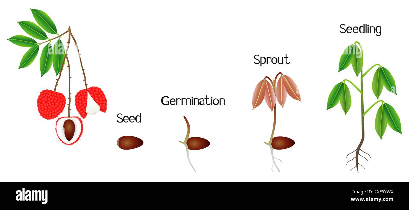 Sequenza di una pianta di litchi che cresce isolata su bianco. Illustrazione Vettoriale