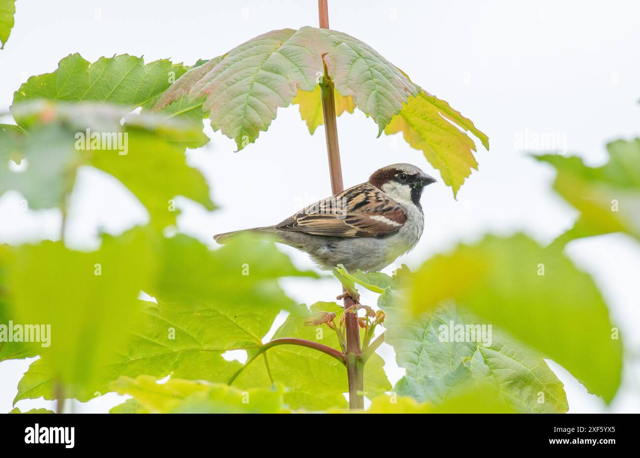 Un passero maschile della casa, Arnide, Cumbria, Regno Unito Foto Stock