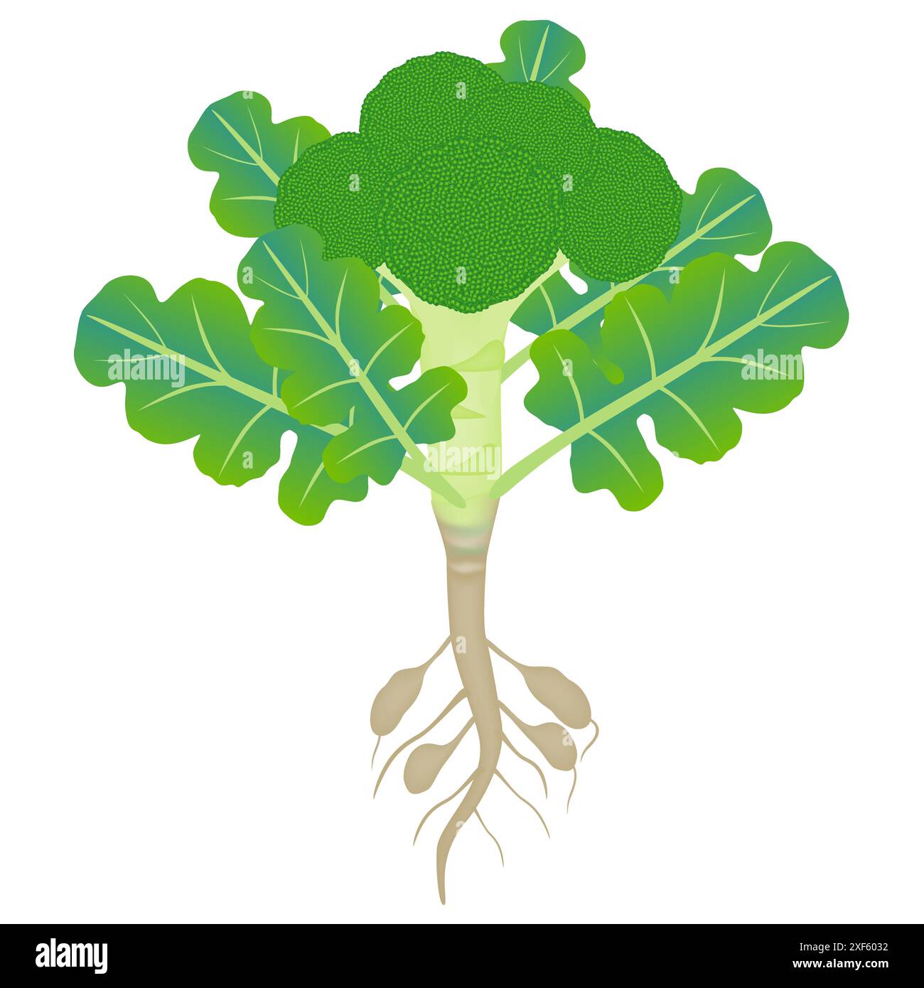 Pianta di broccoli con radici su sfondo bianco. Illustrazione Vettoriale